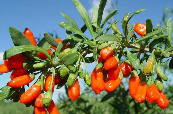 WeChat Image_20170622095326.png