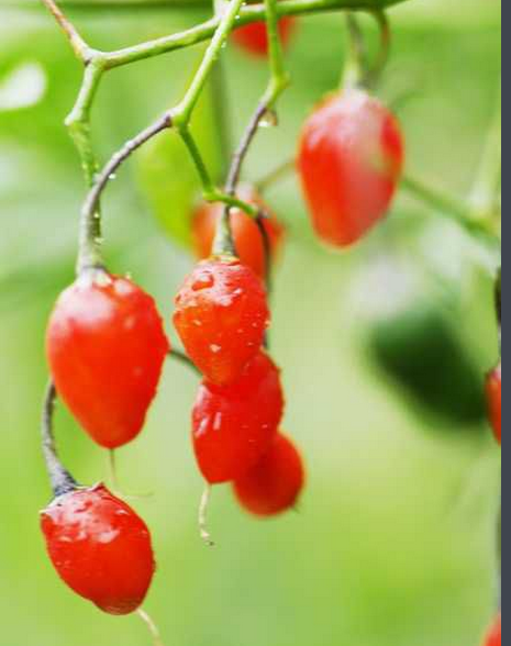 WeChat Image_20170622095332.png