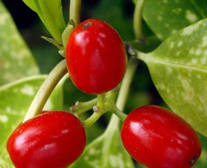 WeChat Image_20170622095632.png