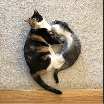 Cat.png