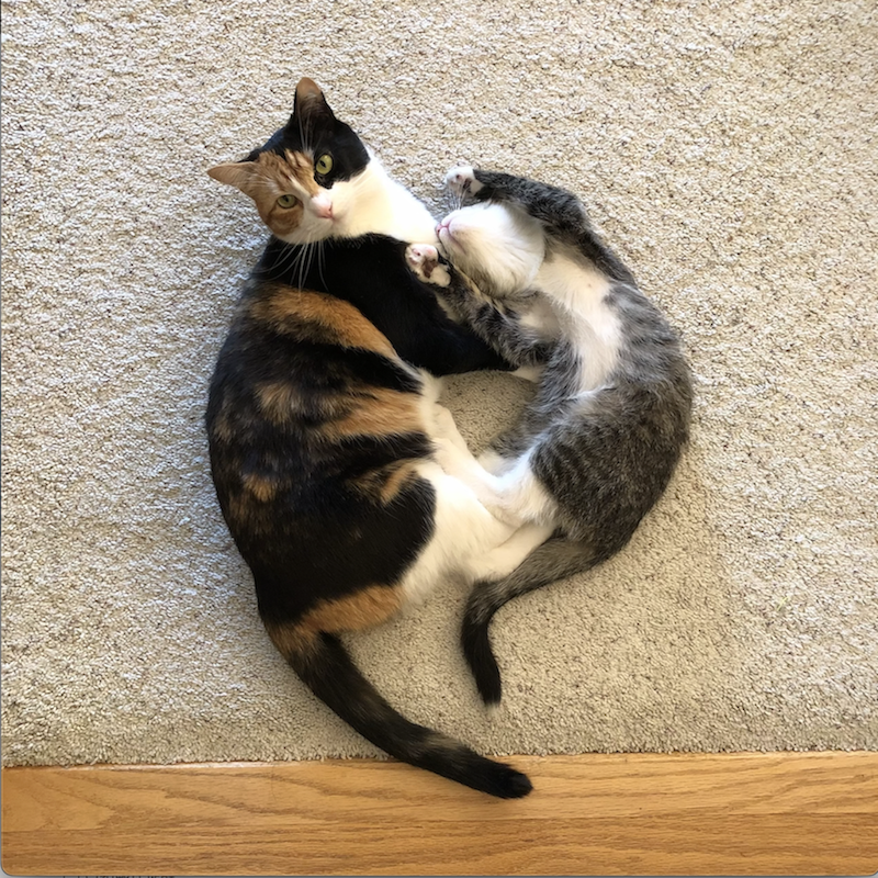 Cats.png